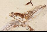 Cretaceous Fossil Fish Association - Hakel, Lebanon #163102-2